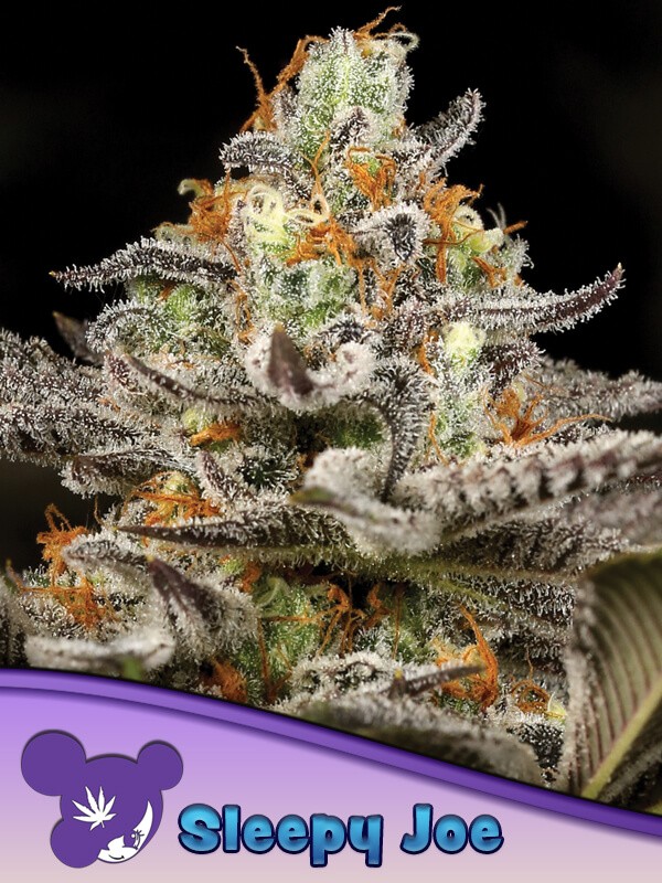 Sleepy Joe Feminized by Anesia Seeds