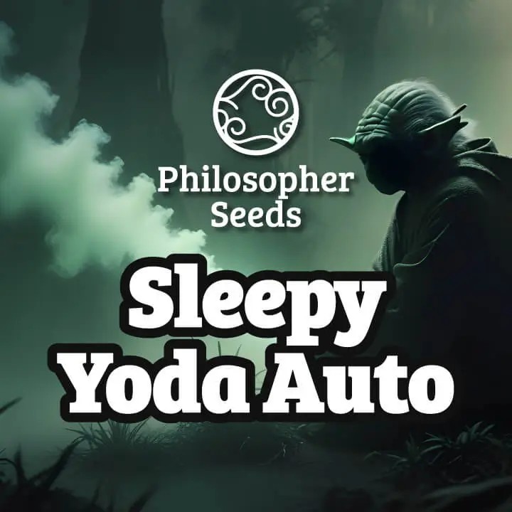 Sleepy Yoda Auto Autoflower by Philosopher Seeds