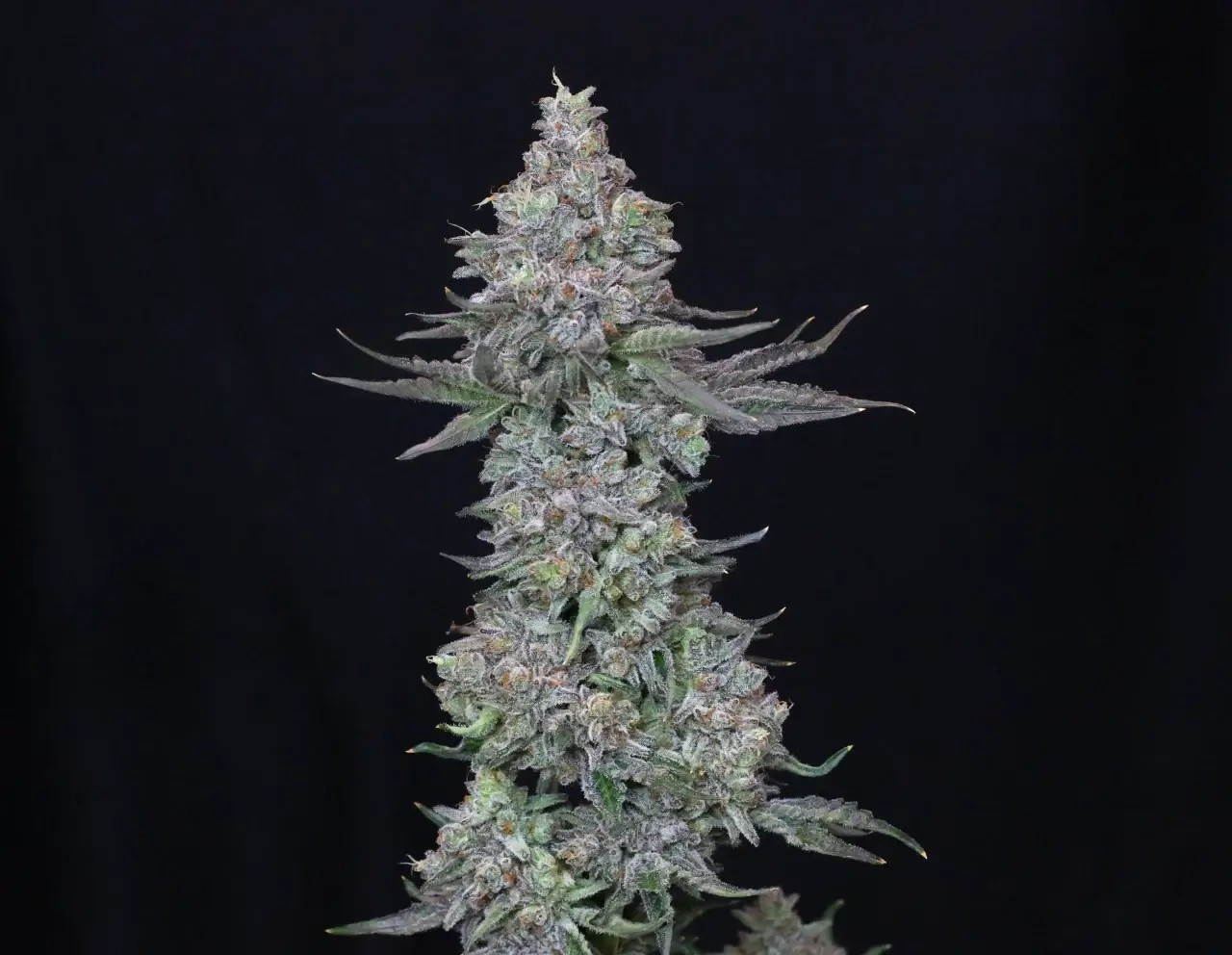 Slipstream Feminized by Compound Genetics
