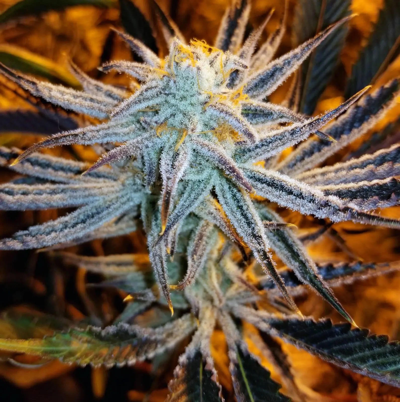 Slurricane #7 S1 Feminized by In House Genetics
