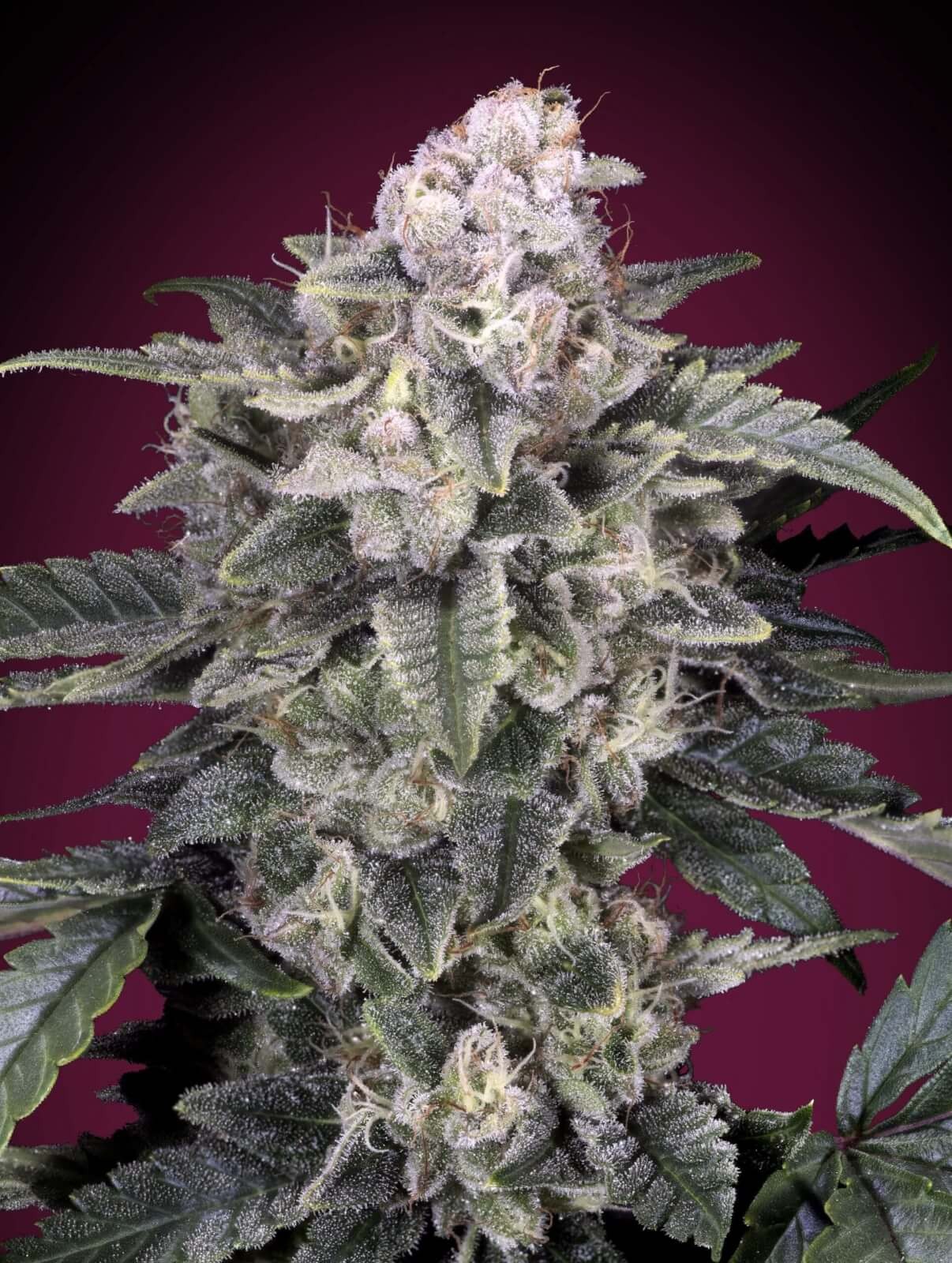 Slurricane Feminized by Advanced Seeds
