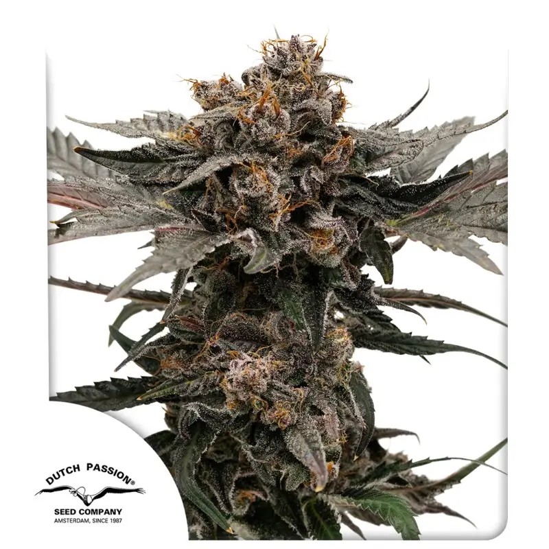 Slush Mint Cake Auto Autoflower by Dutch Passion