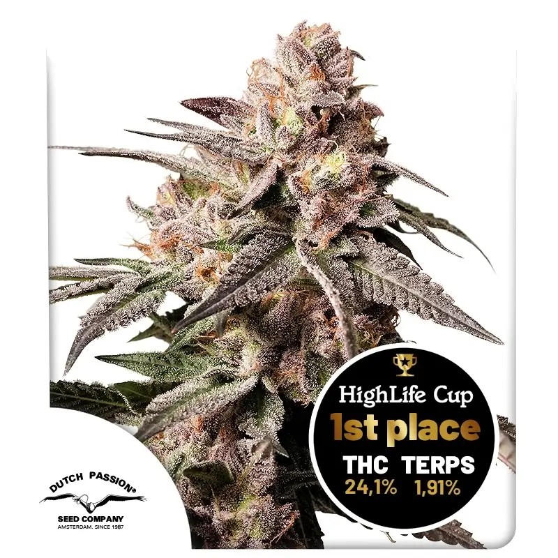 Slush Mint Cake Feminized by Dutch Passion