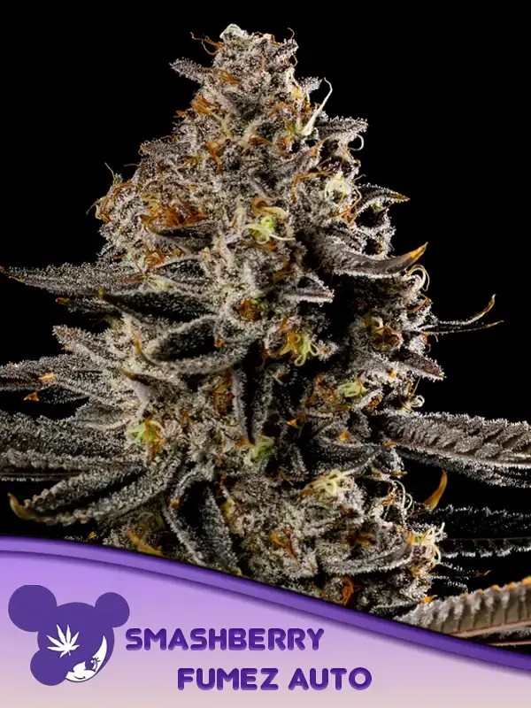Smashberry Fumez Auto Autoflower by Anesia Seeds