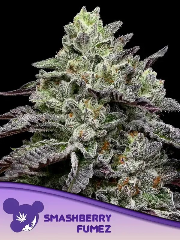 Smashberry Fumez Feminized by Anesia Seeds