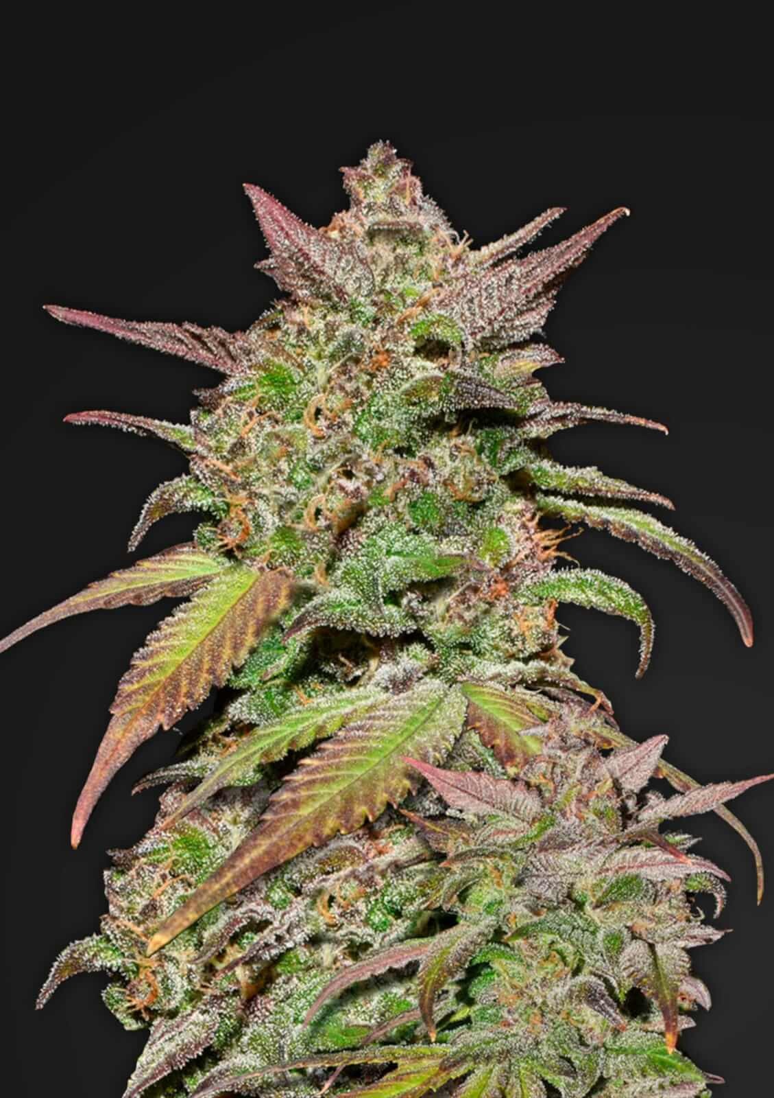 Smoothie Auto Autoflower by Fast Buds