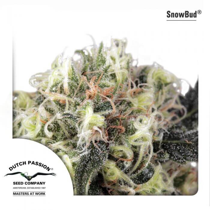 Snow Bud high altitude Feminized by Dutch Passion