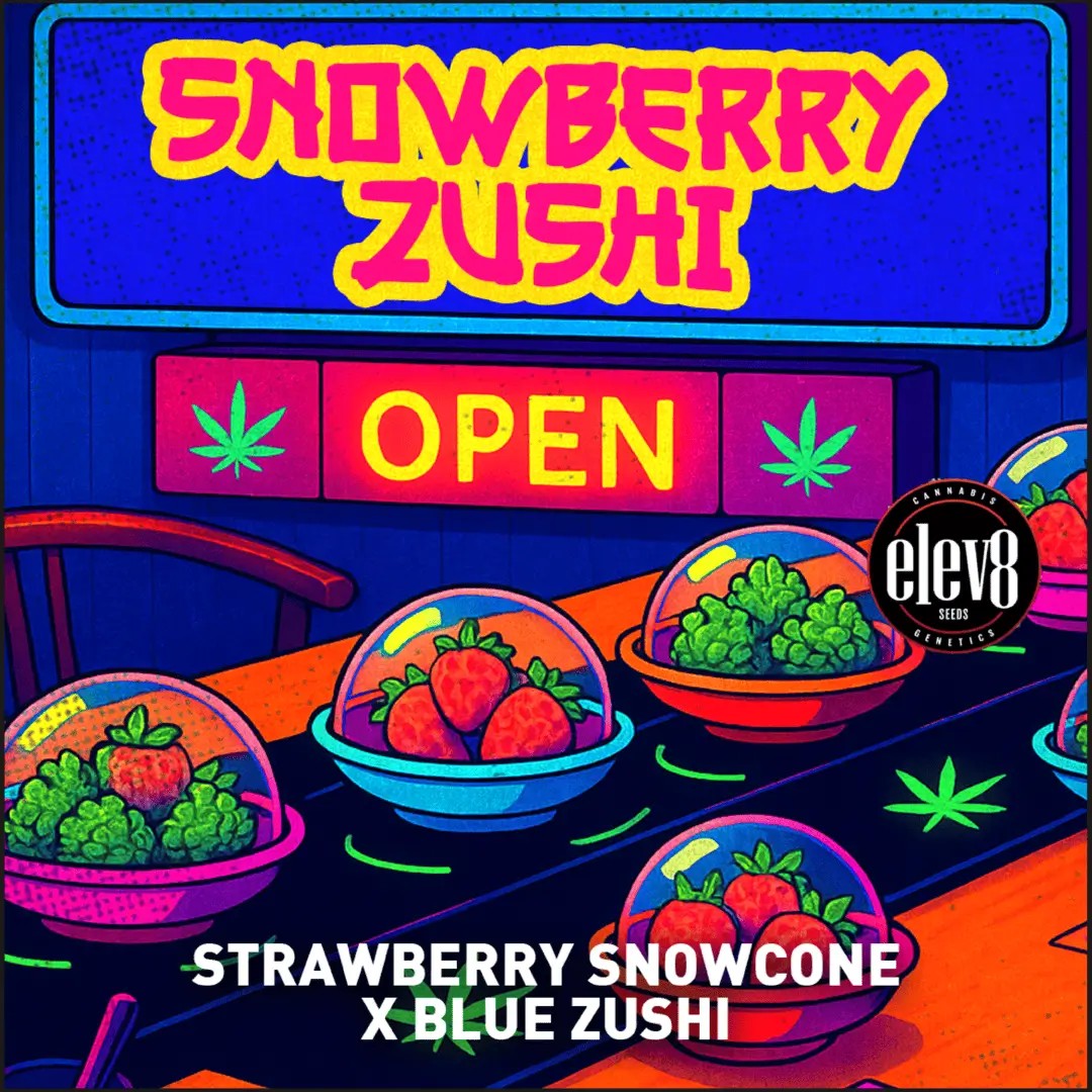 Snowberry Zushi Feminized by Elev8 Seeds
