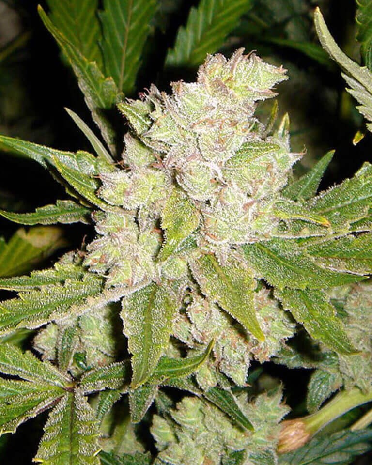 SoGouda Feminized by Soma Seeds