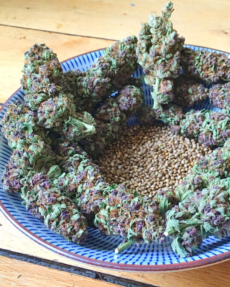 SoPurple Feminized by Soma Seeds