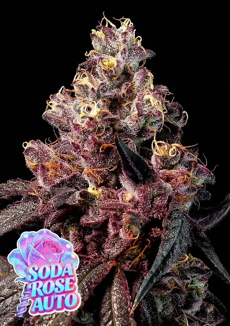 Soda Rose Auto Autoflower by Anesia Seeds