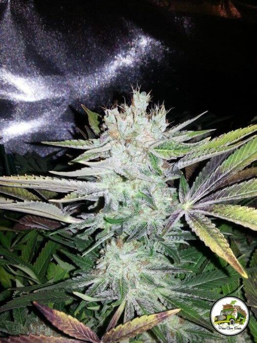 Soganjah CBD Feminized by Paisa Seeds
