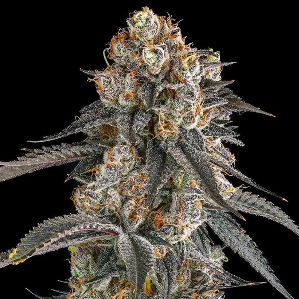 Solazo Feminized by Compound Genetics