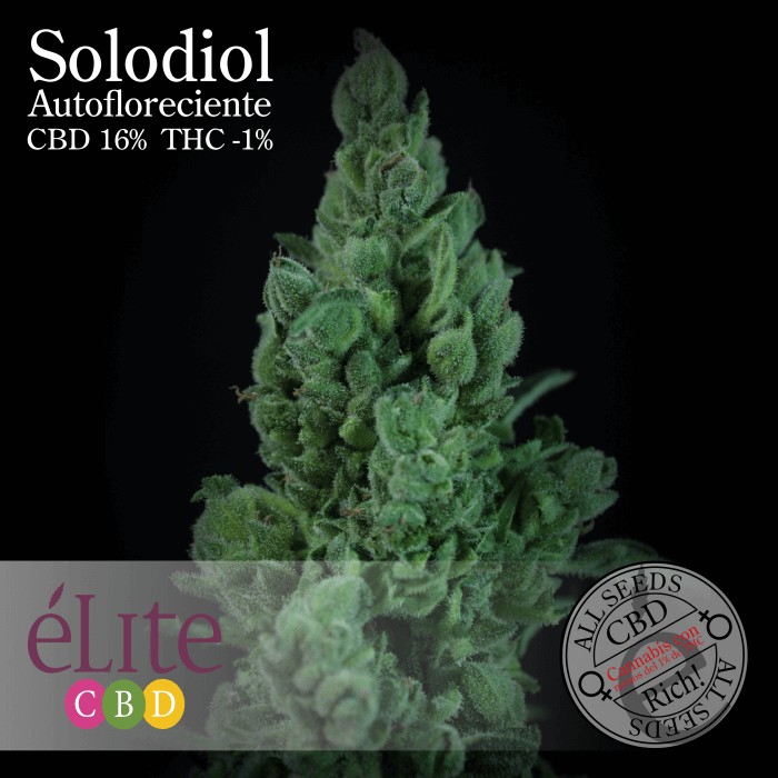 Solodiol Auto Autoflower by Elite Seeds