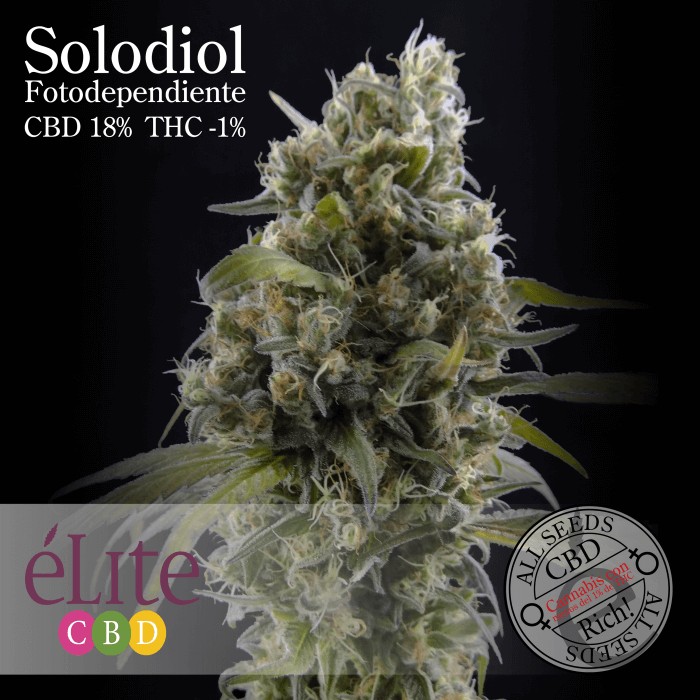 Solodiol Clasica Feminized by Elite Seeds