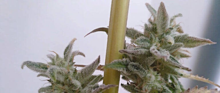 Sologerol CBG Auto Autoflower by Elite Seeds
