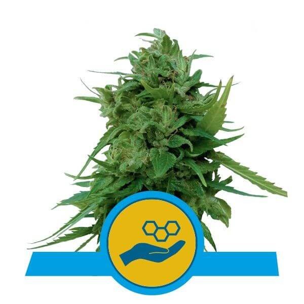 Solomatic CBD Autoflower by Royal Queen Seeds