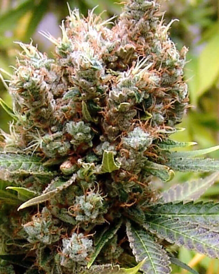 Somalicious Feminized by Soma Seeds