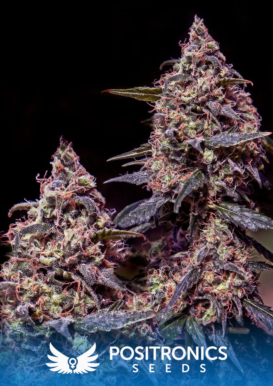 Somango 47 Feminized by Positronics