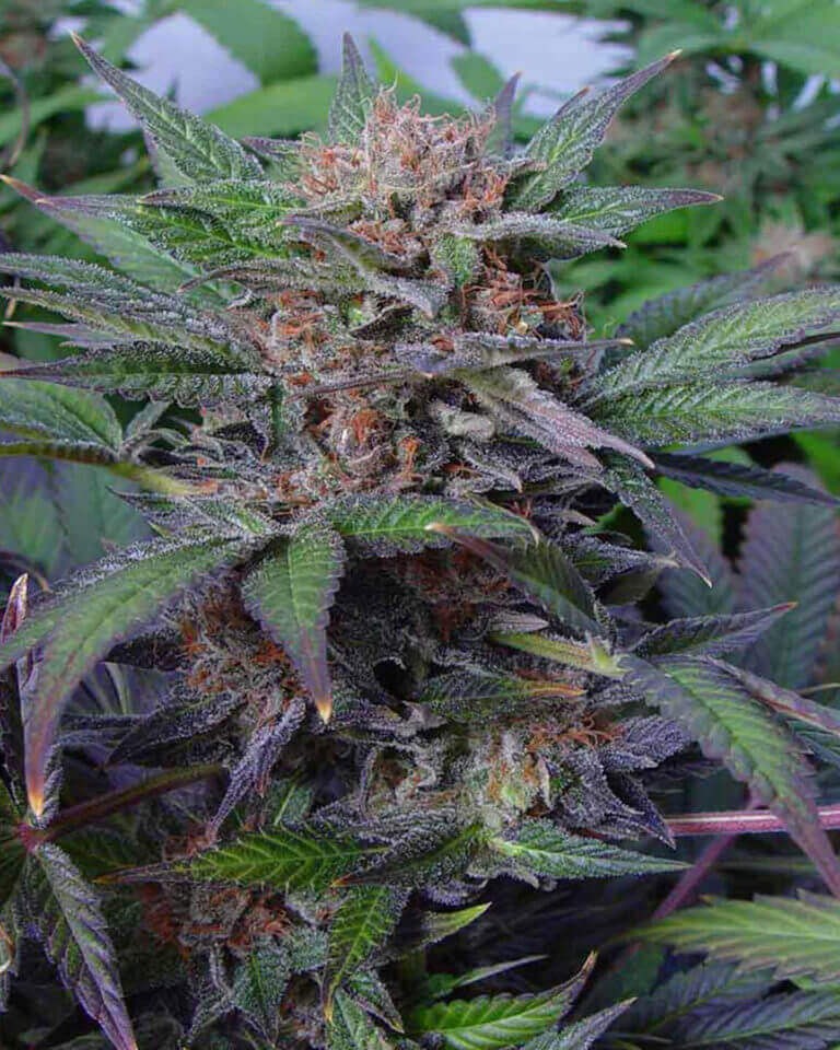 Somango Feminized by Soma Seeds