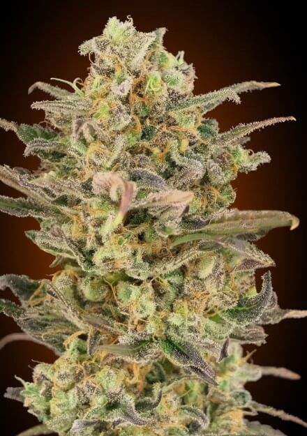 Somango Glue Feminized by Advanced Seeds