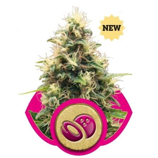 Somango XL Feminized by Royal Queen Seeds