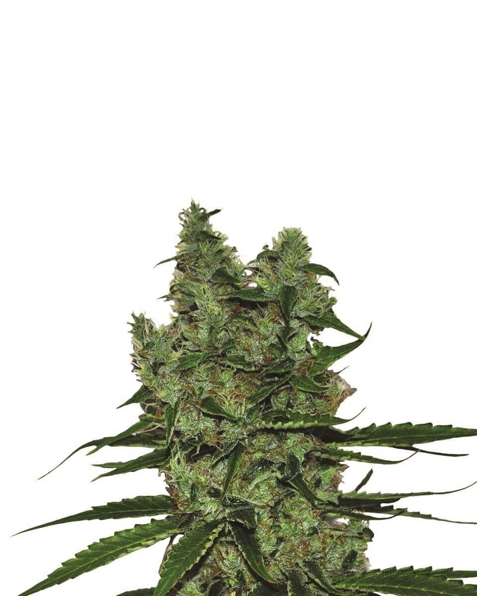 Somango XXL Autoflower by Nirvana