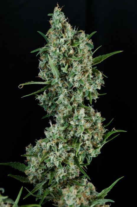 Sonic Screwdriver Regular by Homegrown Natural Wonders