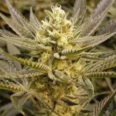 Sorbet Feminized by The Plug Seedbank