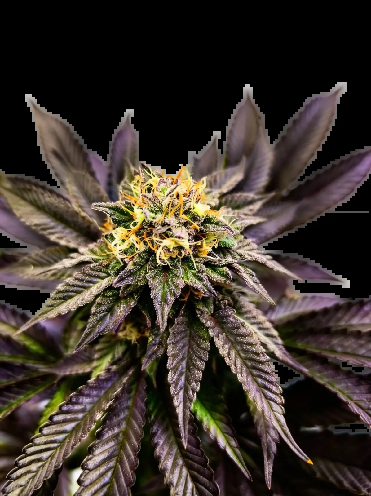 Soul Berry Feminized by The Grateful Seeds