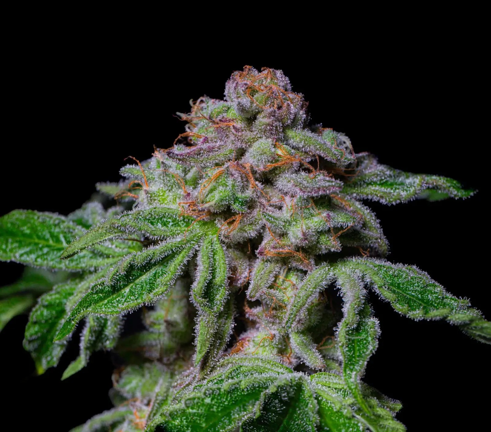 Sour Aloha Feminized by Pure Instinto
