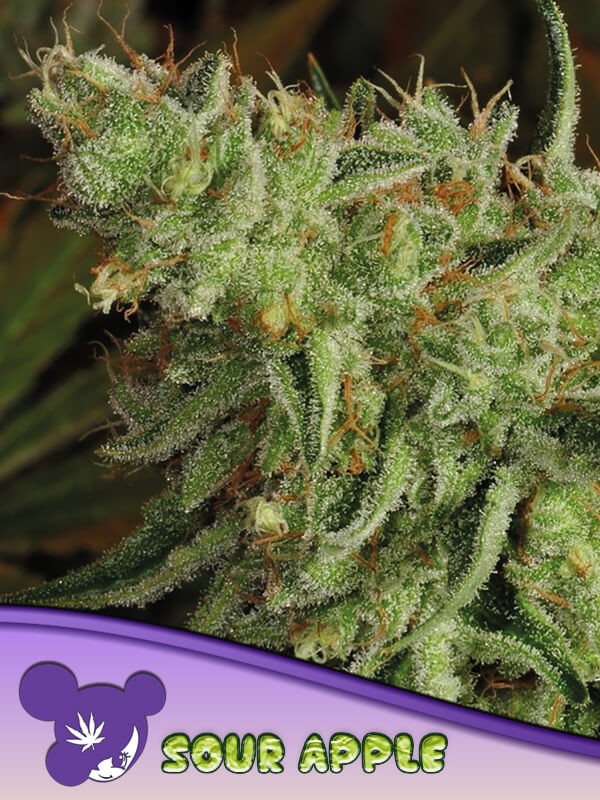 Sour Apple Feminized by Anesia Seeds