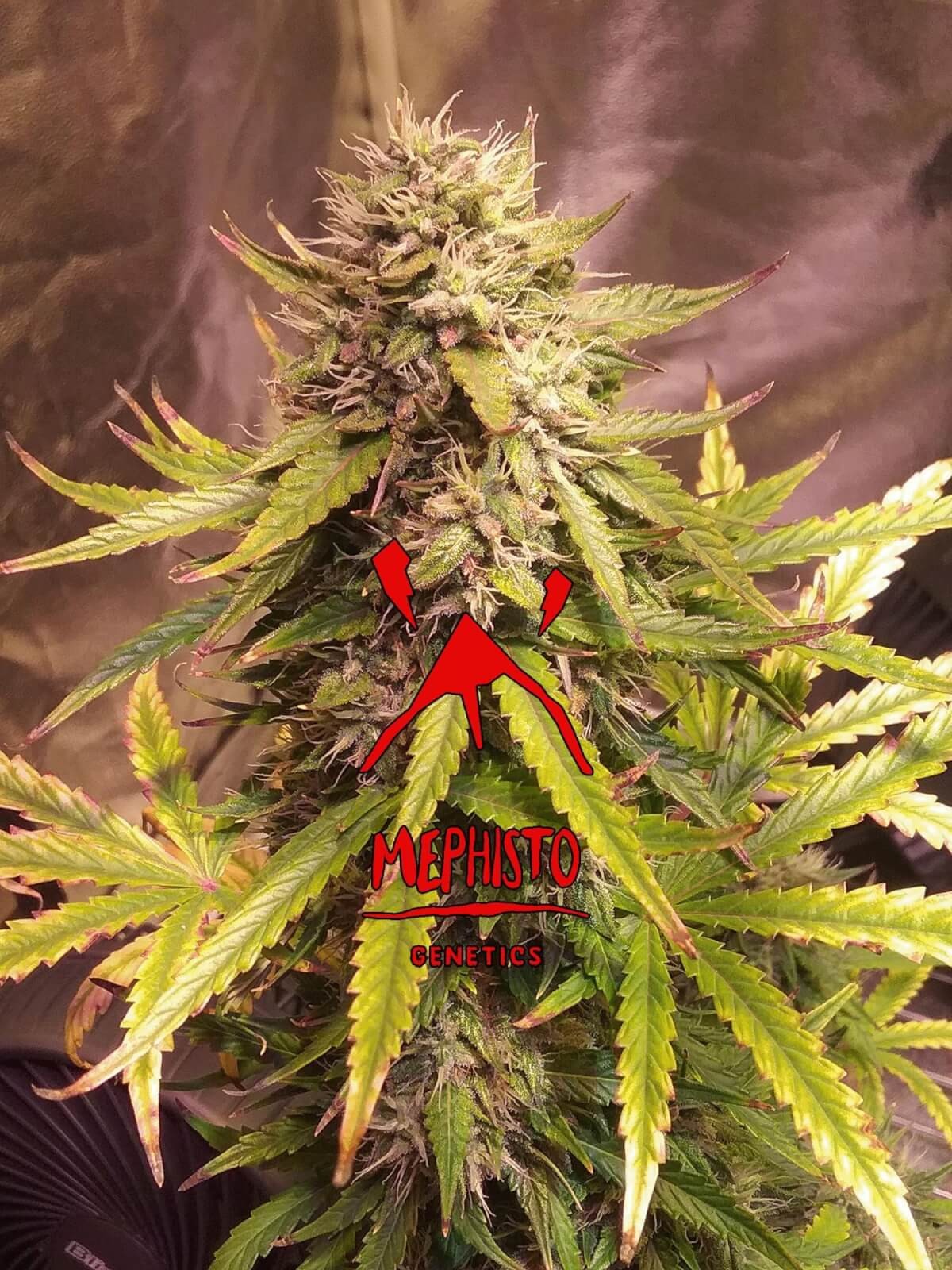 Sour Bubbly Auto Autoflower by Mephisto Genetics