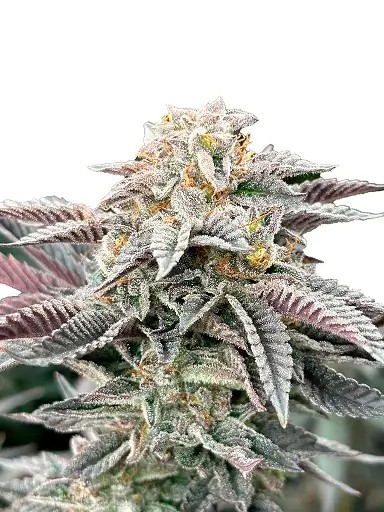 Sour Burger Feminized by The Grateful Seeds