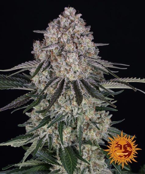 Sour Diesel Auto Autoflower by Barneys Farm