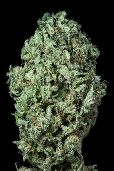 Sour Diesel Auto Autoflower by Dinafem