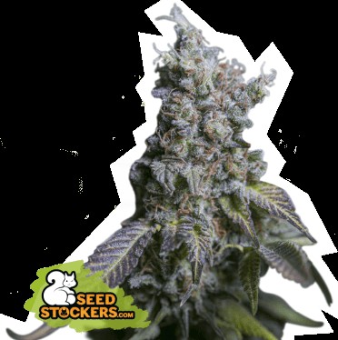 Sour Diesel Auto Autoflower by Seedstockers