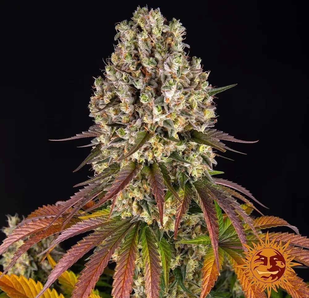 Sour Diesel Feminized by Barneys Farm