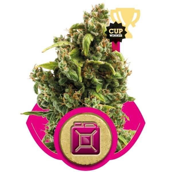 Sour Diesel Feminized by Royal Queen Seeds