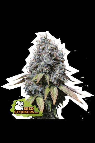 Sour Diesel Feminized by Seedstockers