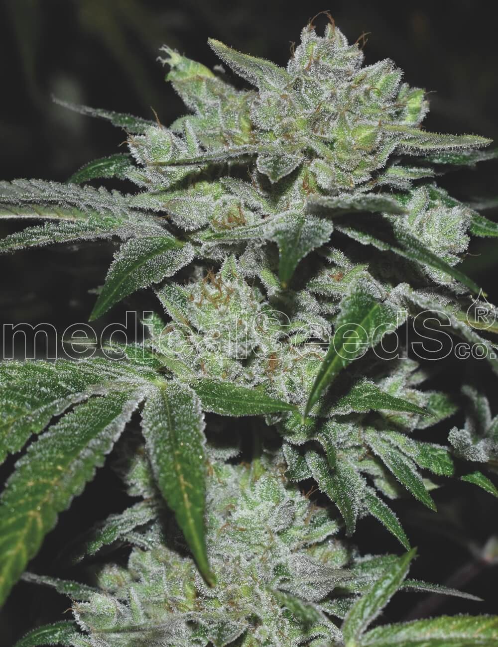 Sour Glue Feminized by Medical Seeds