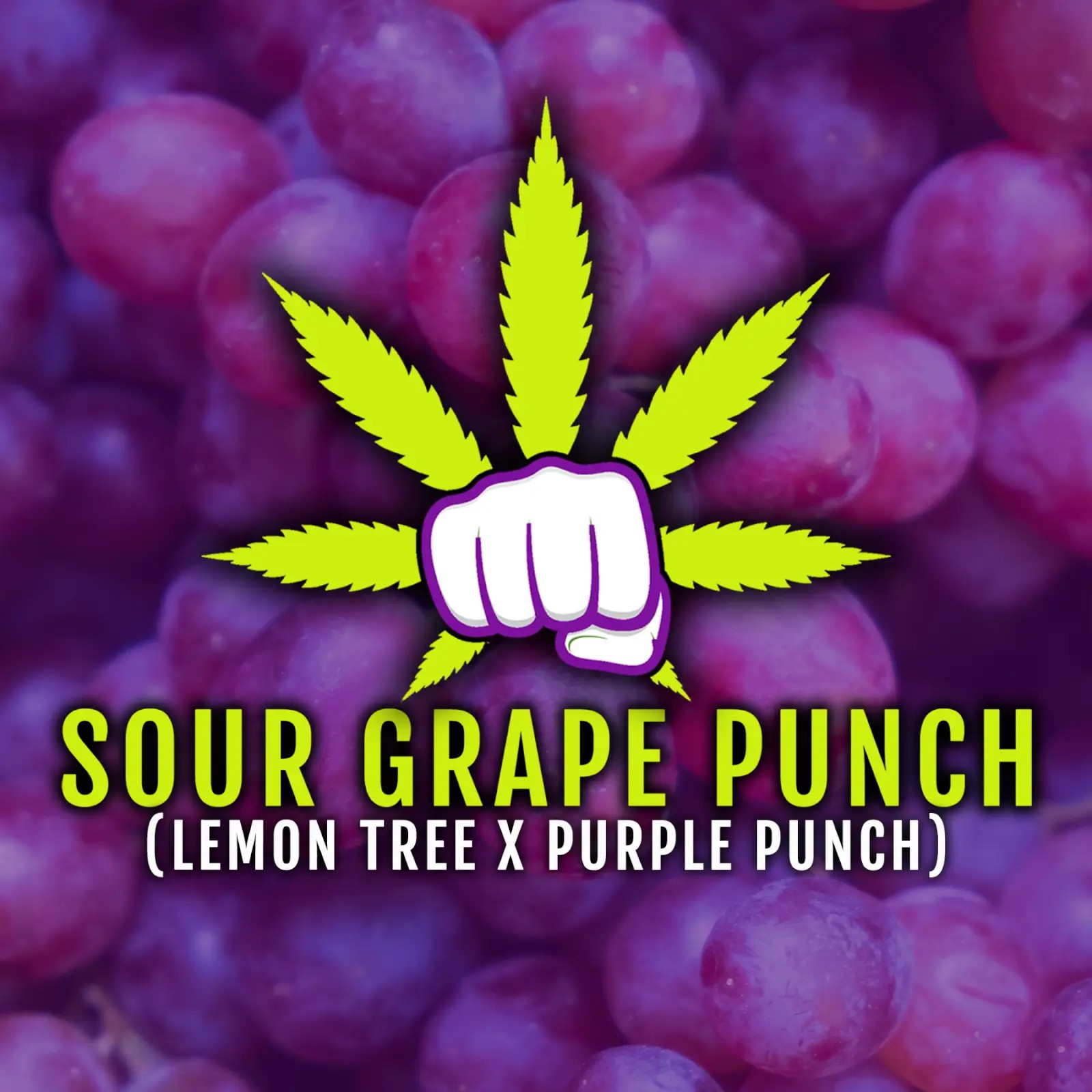 Sour Grape Punch Feminized by Elev8 Seeds