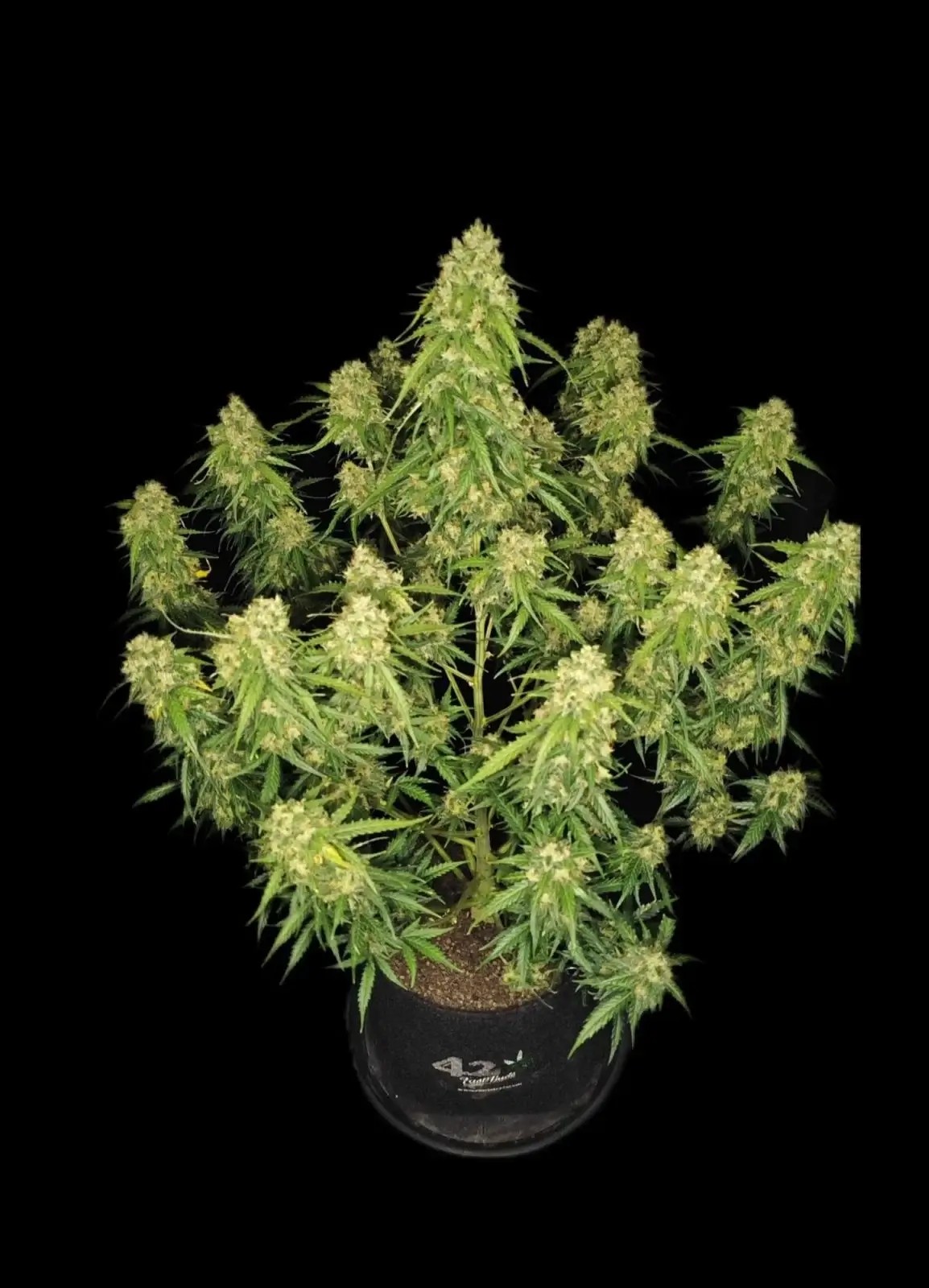 Sour Jealousy Auto Autoflower by Fast Buds