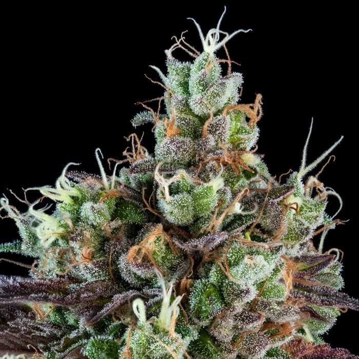 Sour Ripper Auto Autoflower by Ripper Seeds