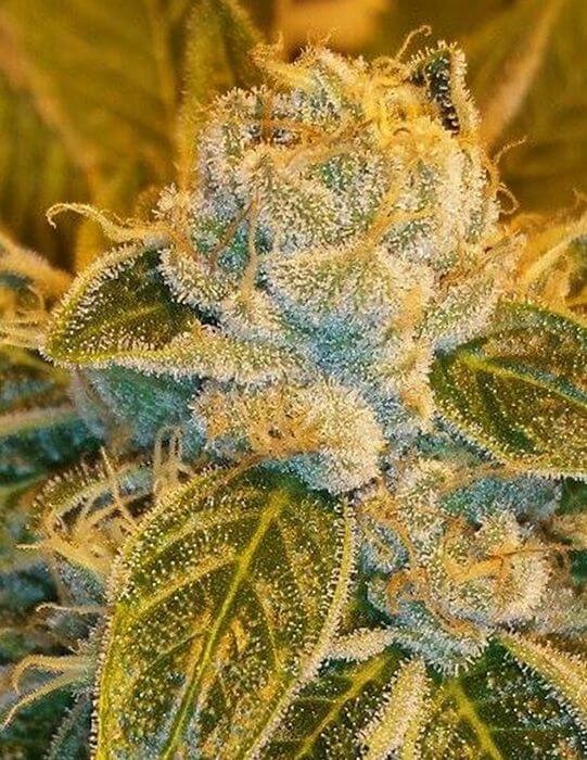 Sour Ripper Feminized by Ripper Seeds