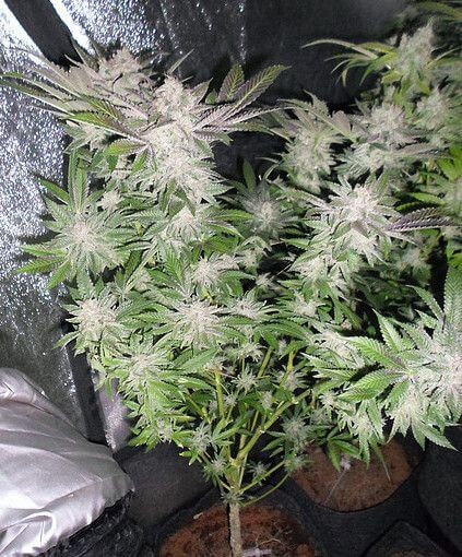 Sour Walker Feminized by Pheno Finder Seeds