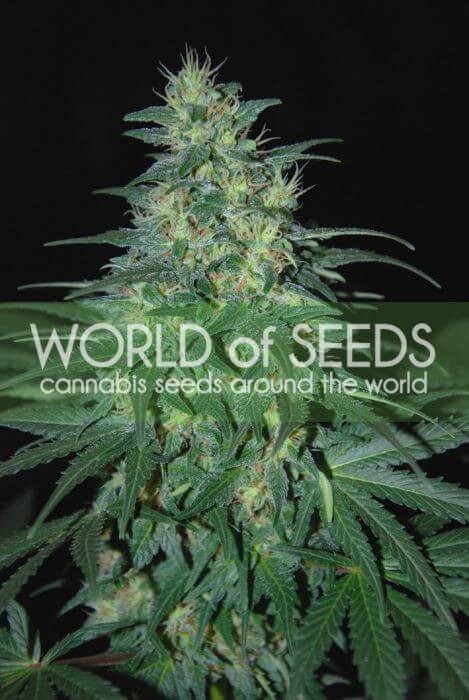 South African Kwazulu Regular by World of Seeds