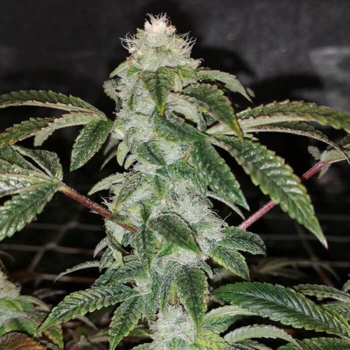Sowah Sherbet Feminized by Pheno Finder Seeds