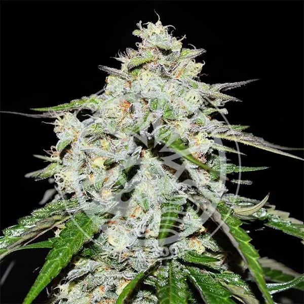 Space Cookies Auto Autoflower by Delicious Seeds