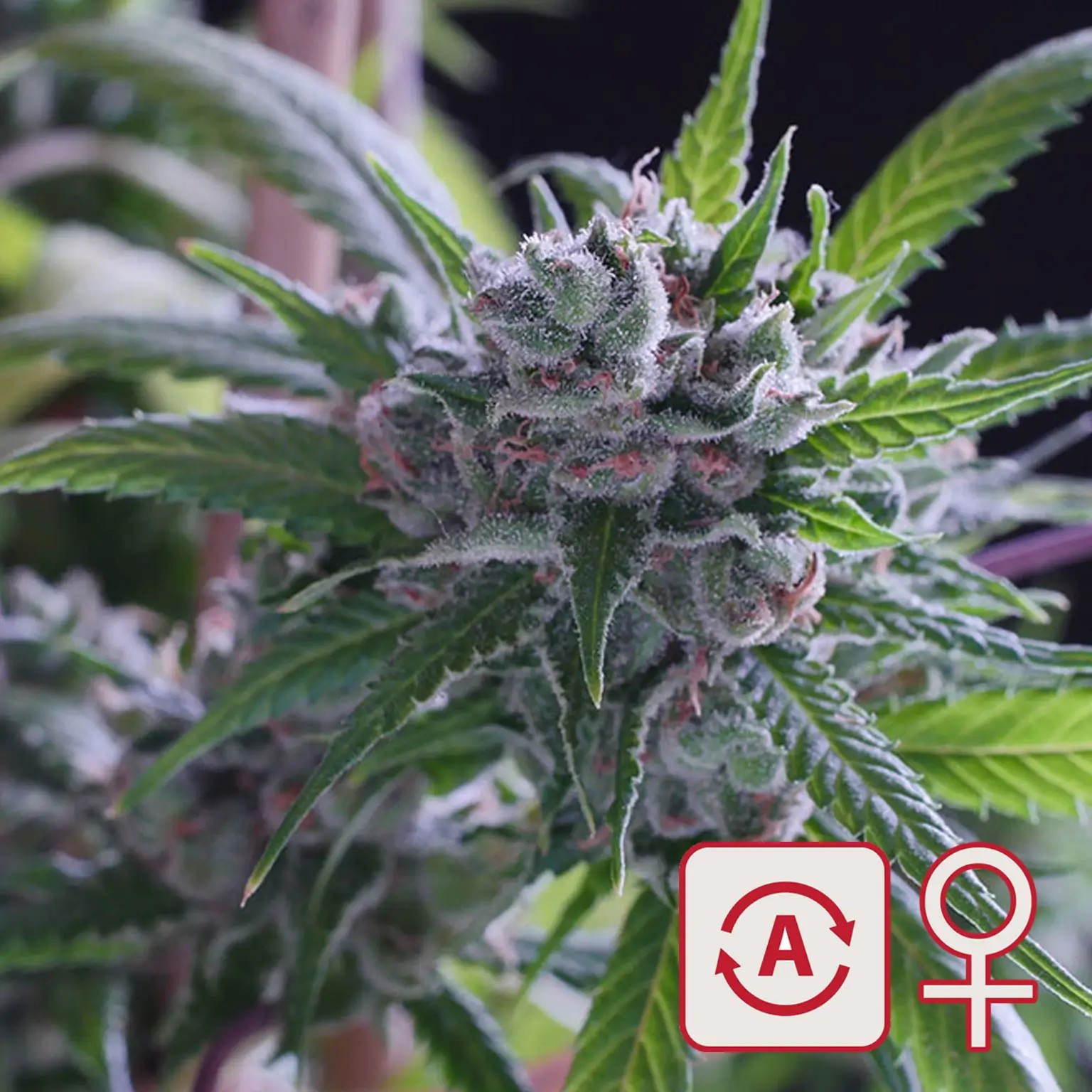 Space Mango Auto Autoflower by K.C. Brains
